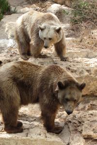 Two bears standing on rocks