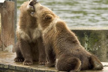 Two bear cubs playing on a dock