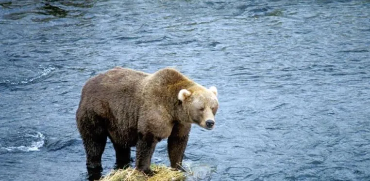 A bear standing on a rock in the middle of a river
