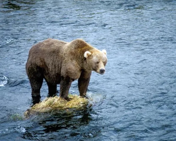 A bear standing on a rock in the middle of a river