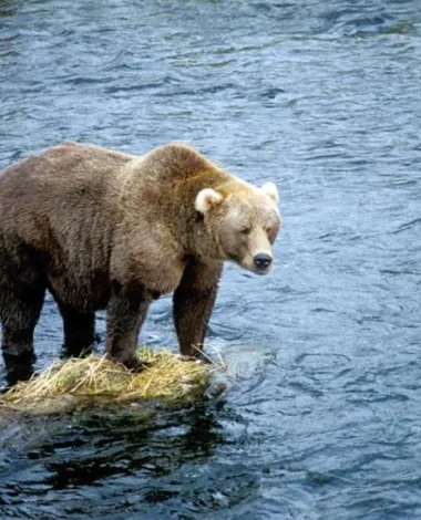 A bear standing on a rock in the middle of a river