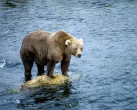 A bear standing on a rock in the middle of a river