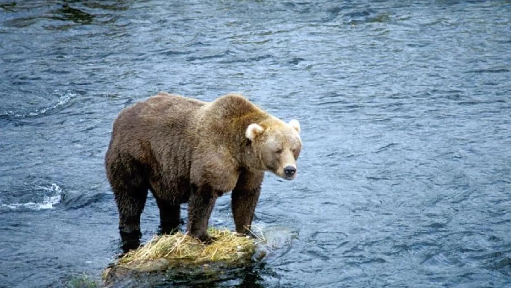 A bear standing on a rock in the middle of a river