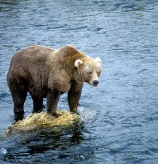 A bear standing on a rock in the middle of a river