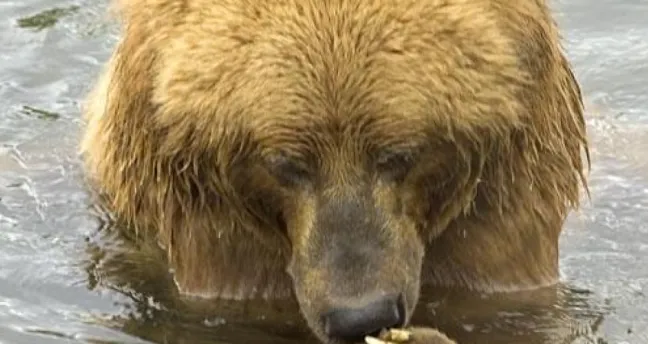 A bear in a river